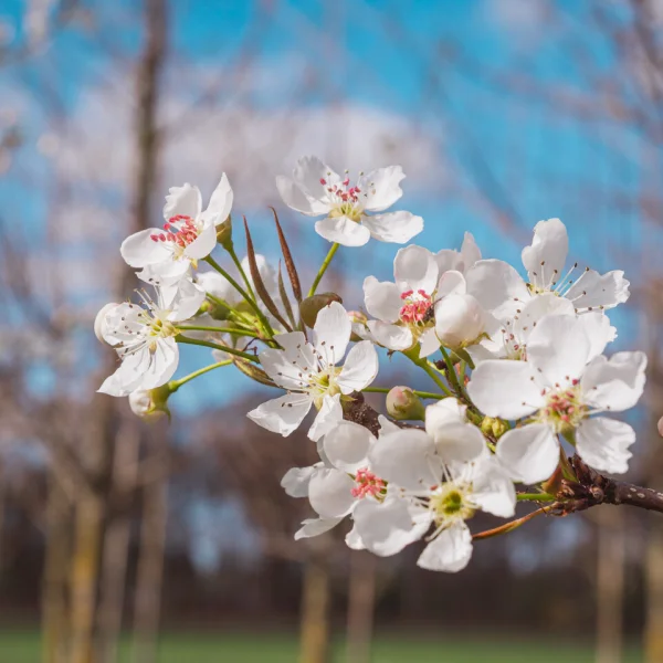 Pyrus sinkiangensis – hrušeň sinkiangensis