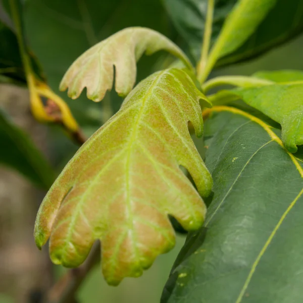 Quercus alba 'Clara' – dub bílý 'Clara'