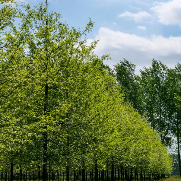 Quercus imbricaria – dub celokrajný
