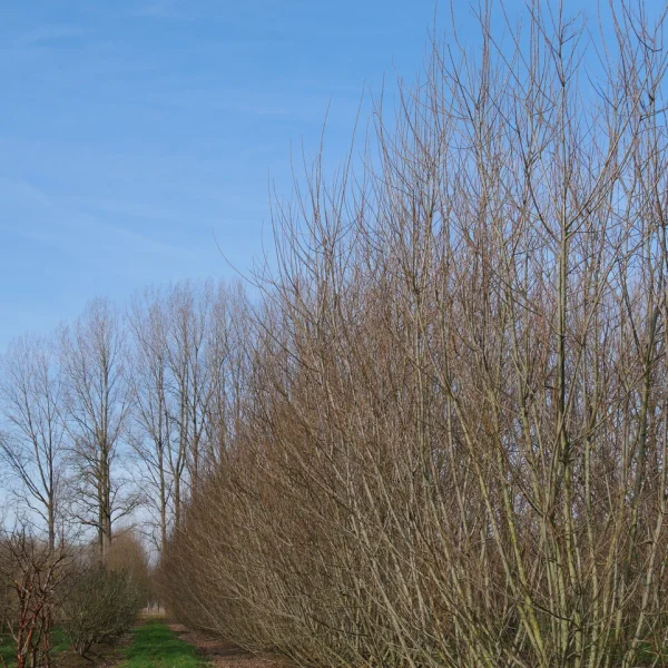 Salix triandra 'Semperflorens' – vrba trojmužná 'Semperflorens'