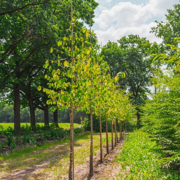 Sinowilsonia henryi &ndash; sinowilsonie Henryova
