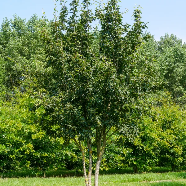 Sorbus alnifolia var. submollis – jeřáb olšolistý var. submollis