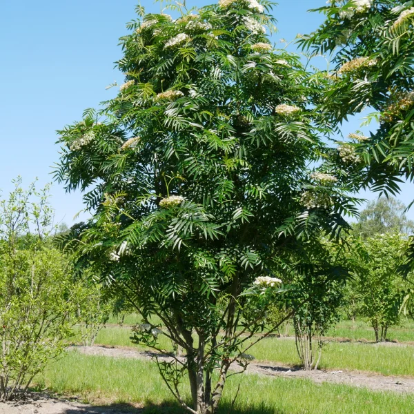 Sorbus 'Dodong' – jeřáb 'Dodong'