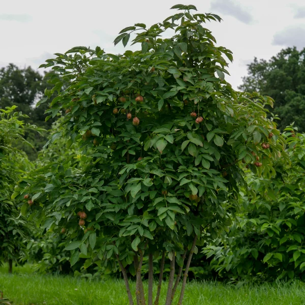 Staphylea pinnata – klokoč zpeřený