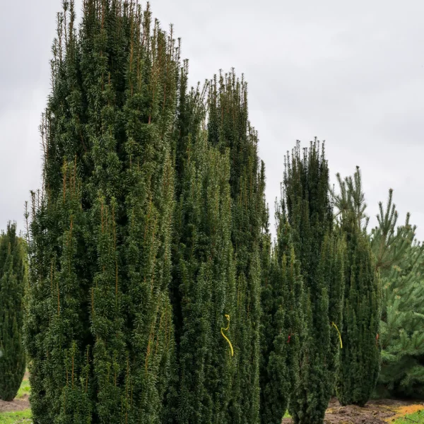 Taxus baccata 'Fastigiata' – tis červený 'Fastigiata'