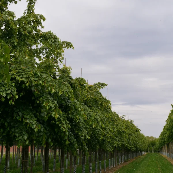 Tilia mongolica 'Buda' – lípa mongolská 'Buda'