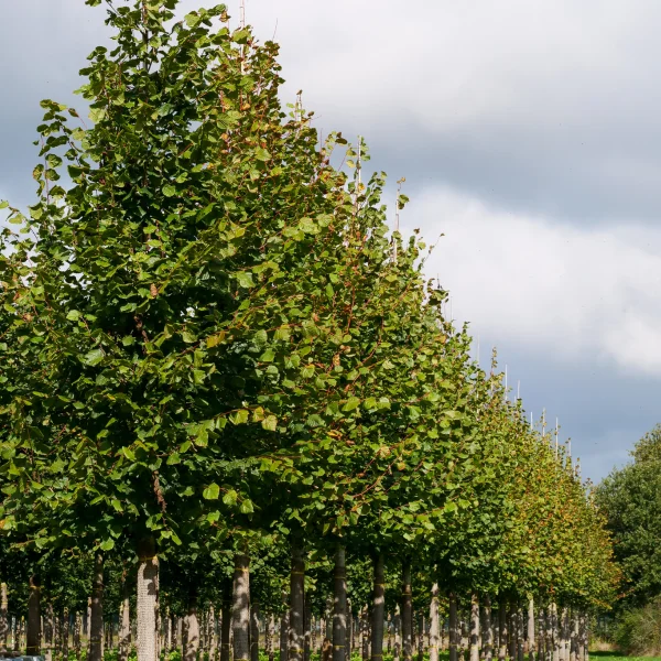 Tilia platyphyllos – lípa velkolistá