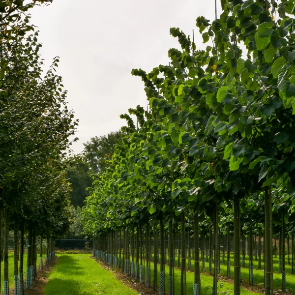 Tilia tomentosa 'Sisi' – lípa stříbrná 'Sisi'