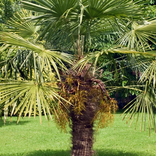 Trachycarpus fortunei – žumara ztepilá