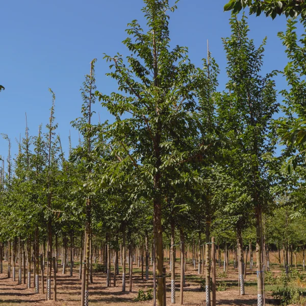 Ulmus 'Morton Glossy' – jilm 'Morton Glossy'