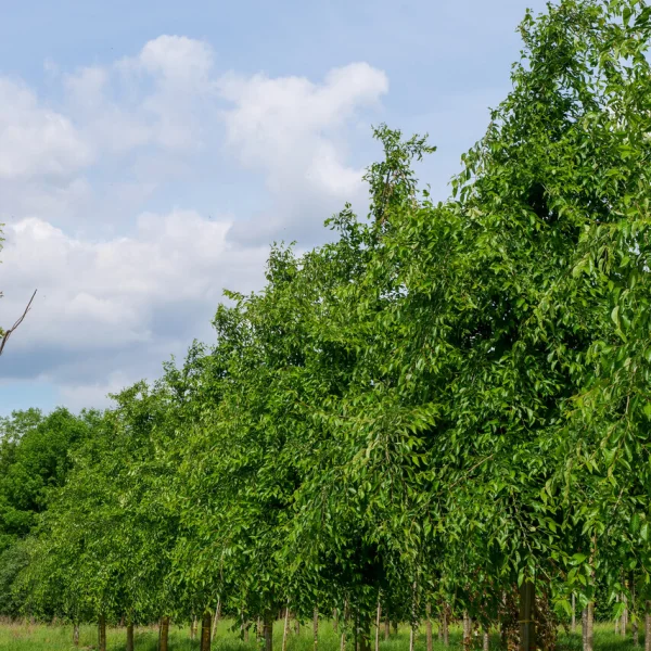 Ulmus 'Sapporo Autumn Gold' – jilm 'Sapporo Autumn Gold'