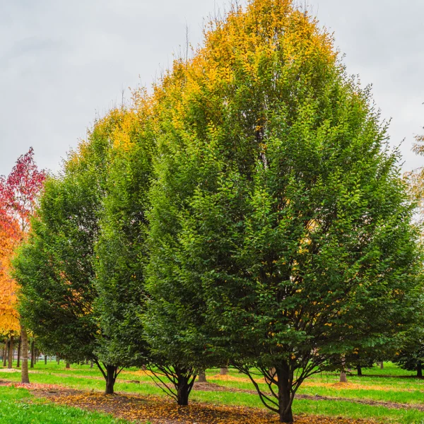 Carpinus betulus 'Fastigiata' &ndash; habr obecný 'Fastigiata'