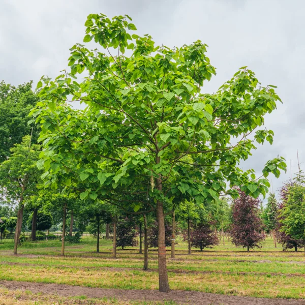 Catalpa bignonioides – katalpa trubačovitá