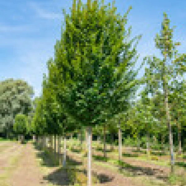 Carpinus betulus 'Lucas' &ndash; habr obecný 'Lucas'