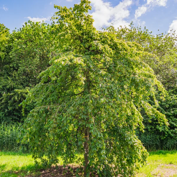 Carpinus betulus 'Pendula' &ndash; habr obecný 'Pendula'