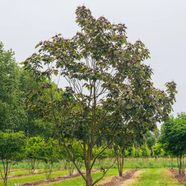 Catalpa ×erubescens 'Purpurea' &ndash; katalpa červenající 'Purpurea'