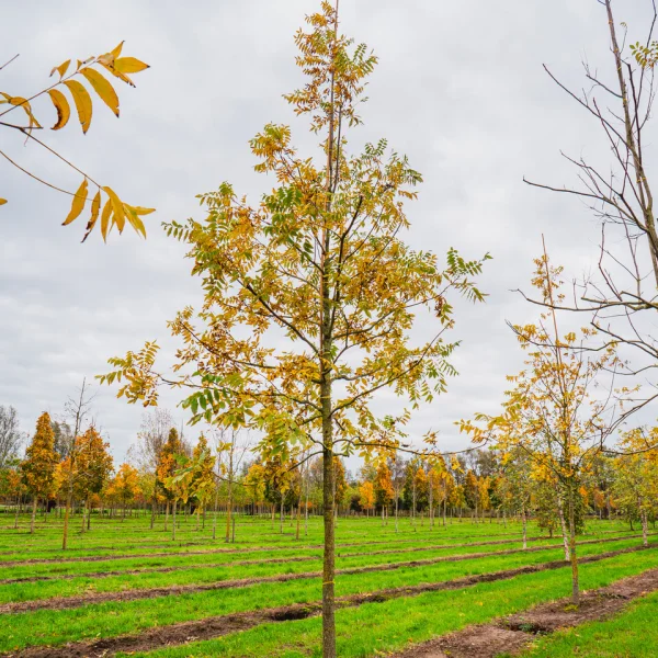 Carya illinoinensis &ndash; ořechovec pekanový