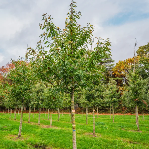 Castanea sativa &ndash; kaštanovník setý