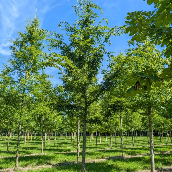 Celtis bungeana &ndash; břestovec Bungeův