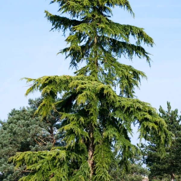 Cedrus deodara 'Aurea' &ndash; cedr himálajský 'Aurea'