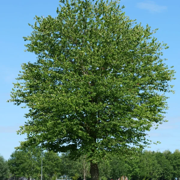 Cercidiphyllum japonicum &ndash; zmarličník japonský