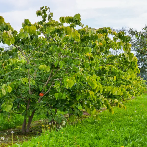 Cercis gigantea &ndash; zmarlika obrovská