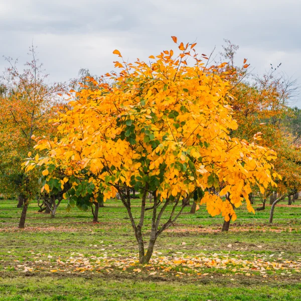 Cladrastis kentukea – křehovětvec žlutý