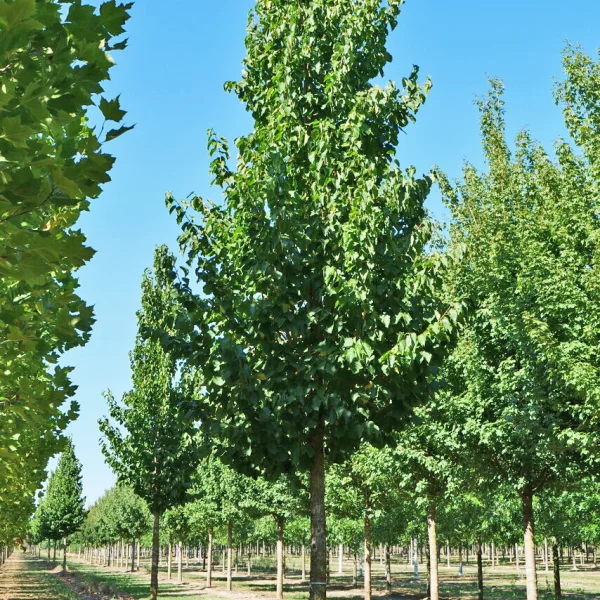 Corylus colurna TREEVOLUTION® 'VDB Obelisk' &ndash; líska turecká 'VDB Obelisk'