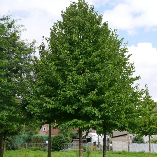Corylus colurna &ndash; líska turecká