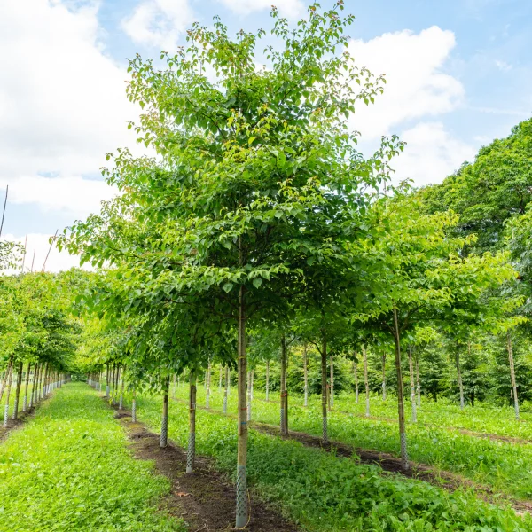 Cornus controversa – svída sporná
