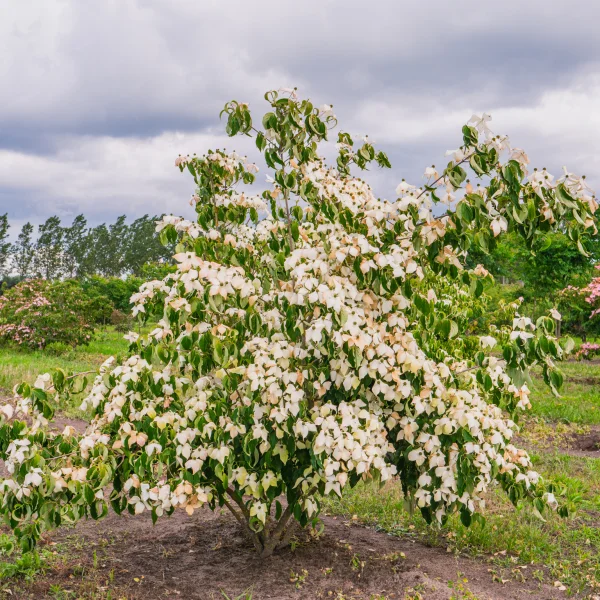 Cornus kousa var. chinensis &ndash; dřín japonský