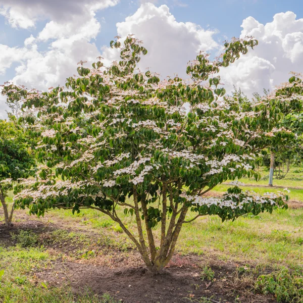 Cornus kousa &ndash; dřín japonský