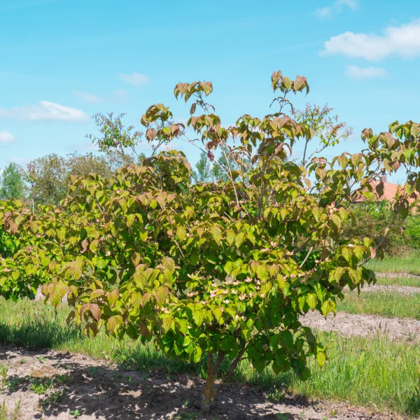 Cornus kousa 'Satomi' &ndash; dřín japonský 'Satomi'