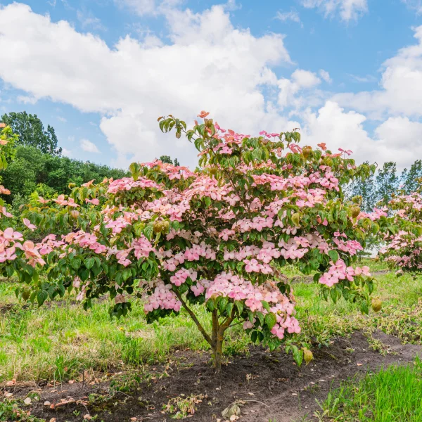 Cornus kousa 'Satomi' &ndash; dřín japonský 'Satomi'