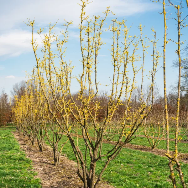 Cornus mas &ndash; dřín obecný