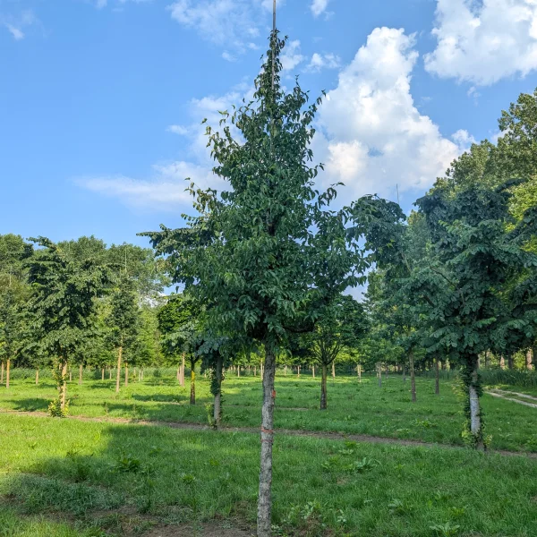 Cornus officinalis &ndash; dřín lékařský