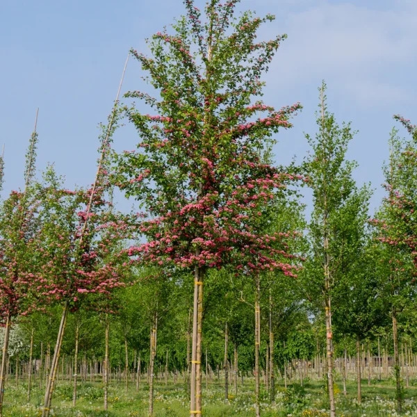 Crataegus ×media 'Paul's Scarlet' &ndash; hloh obecný 'Paul's Scarlet'