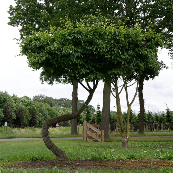 Carpinus betulus TREEVOLUTION ® THE SWING ® – habr obecný TREEVOLUTION ® THE SWING ®