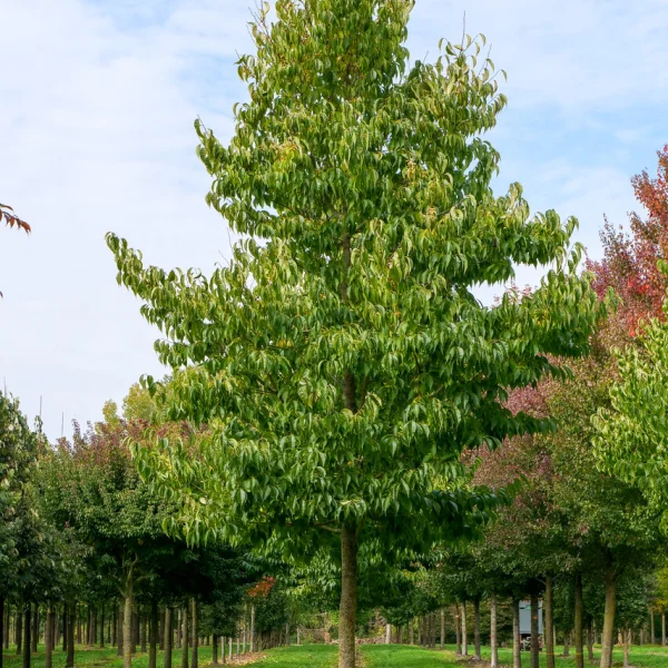 Eucommia ulmoides &ndash; gumojilm jilmový