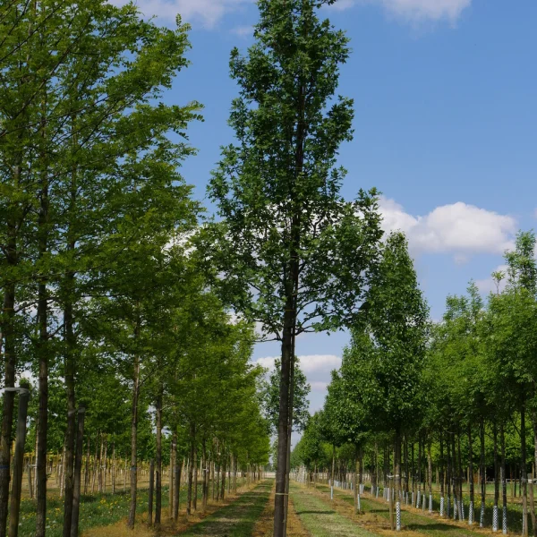 Malus trilobata – jabloň trojlaločná