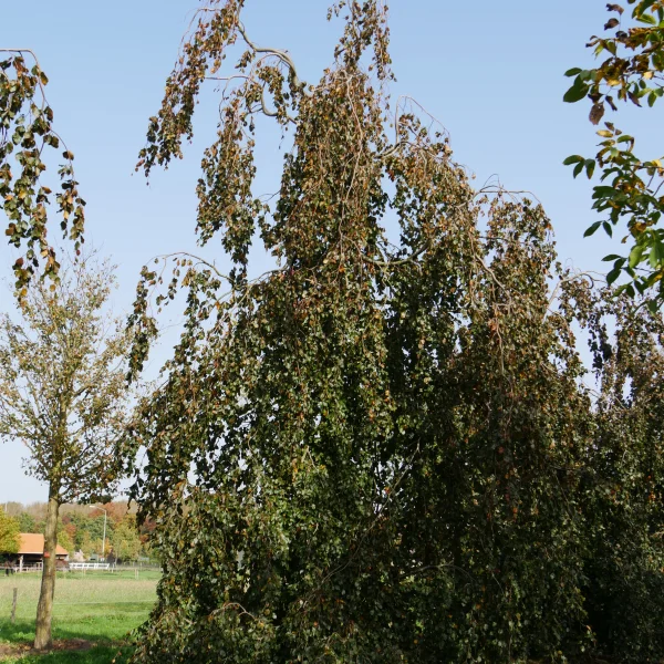 Fagus sylvatica 'Black Swan' &ndash; buk lesní 'Black Swan'