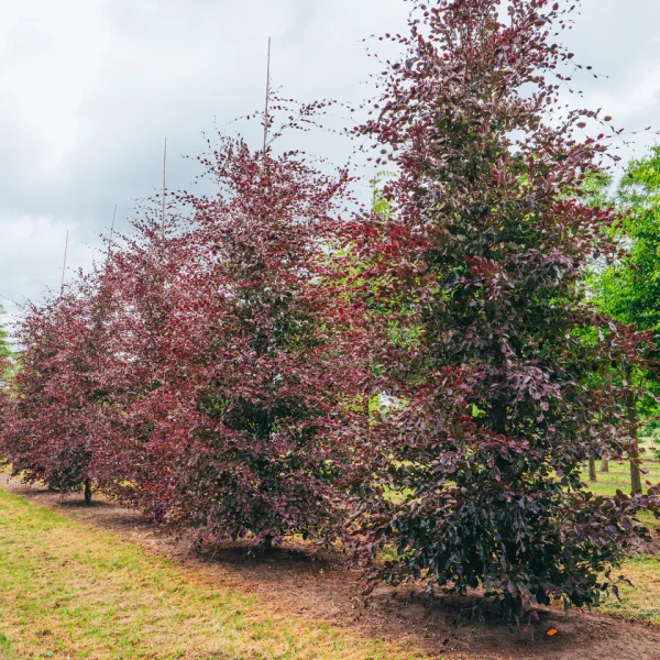 Fagus sylvatica 'Purpurea Tricolor' – buk lesní 'Purpurea Tricolor'