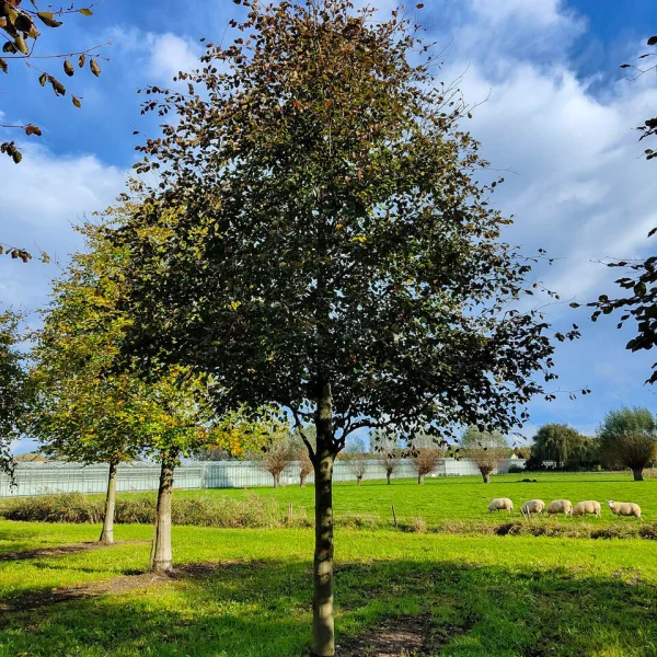 Fagus sylvatica 'Riversii' &ndash; buk lesní 'Riversii'