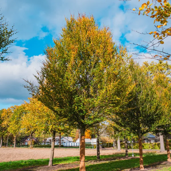 Fagus sylvatica 'Rotundifolia' – buk lesní 'Rotundifolia'