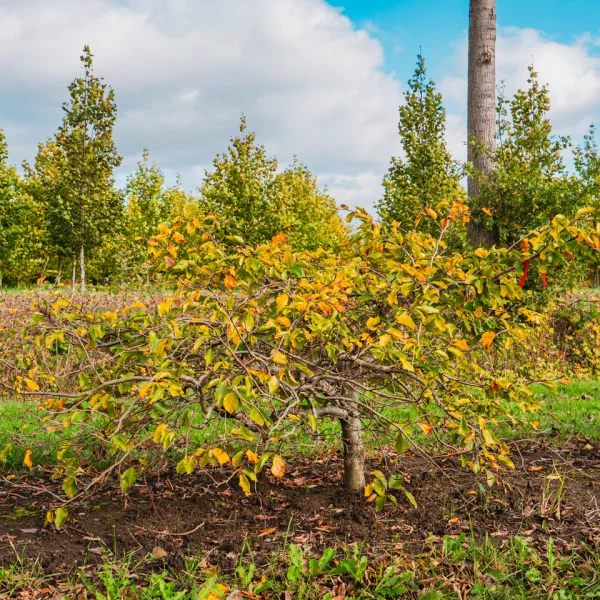 Fagus sylvatica 'Verzy' – buk lesní  'Verzy'