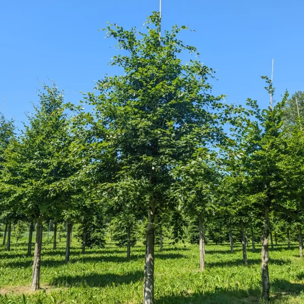 Fagus sylvatica &ndash; buk lesní