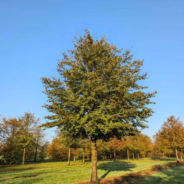 Fagus sylvatica – buk lesní