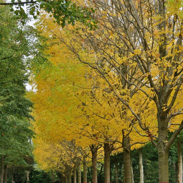 Fraxinus americana 'Skyline' &ndash; jasan americký 'Skyline'
