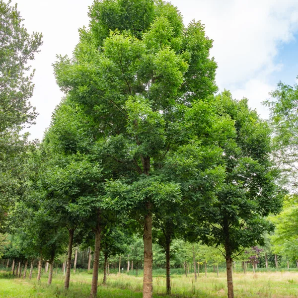 Fraxinus pennsylvanica CIMMARON ('Cimmzam') &ndash; jasan pensylvánský  CIMMARON ('Cimmzam')