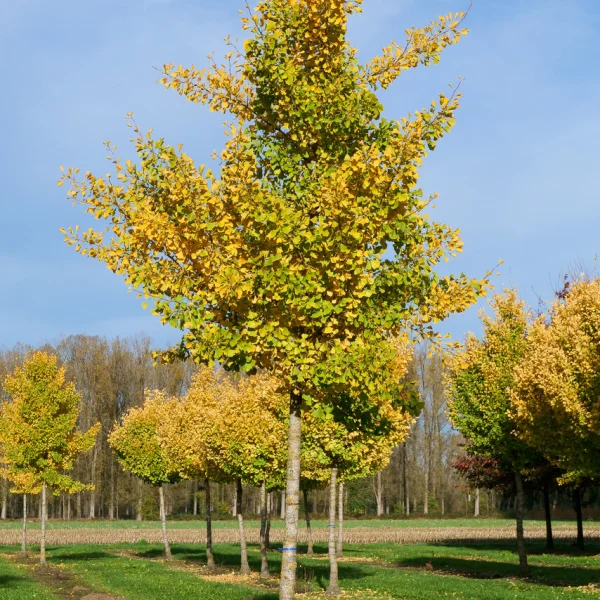 Ginkgo biloba 'Autumn Gold' &ndash; jinan dvoulaločný 'Autumn Gold'